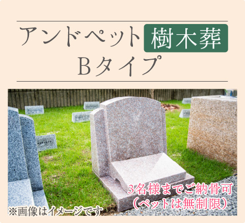 Bタイプ