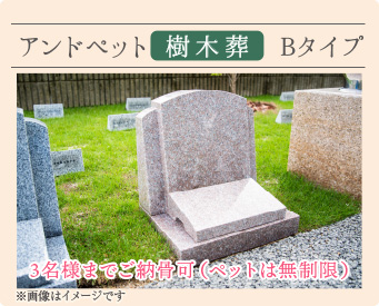 Bタイプ