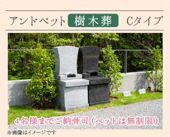 Cタイプ