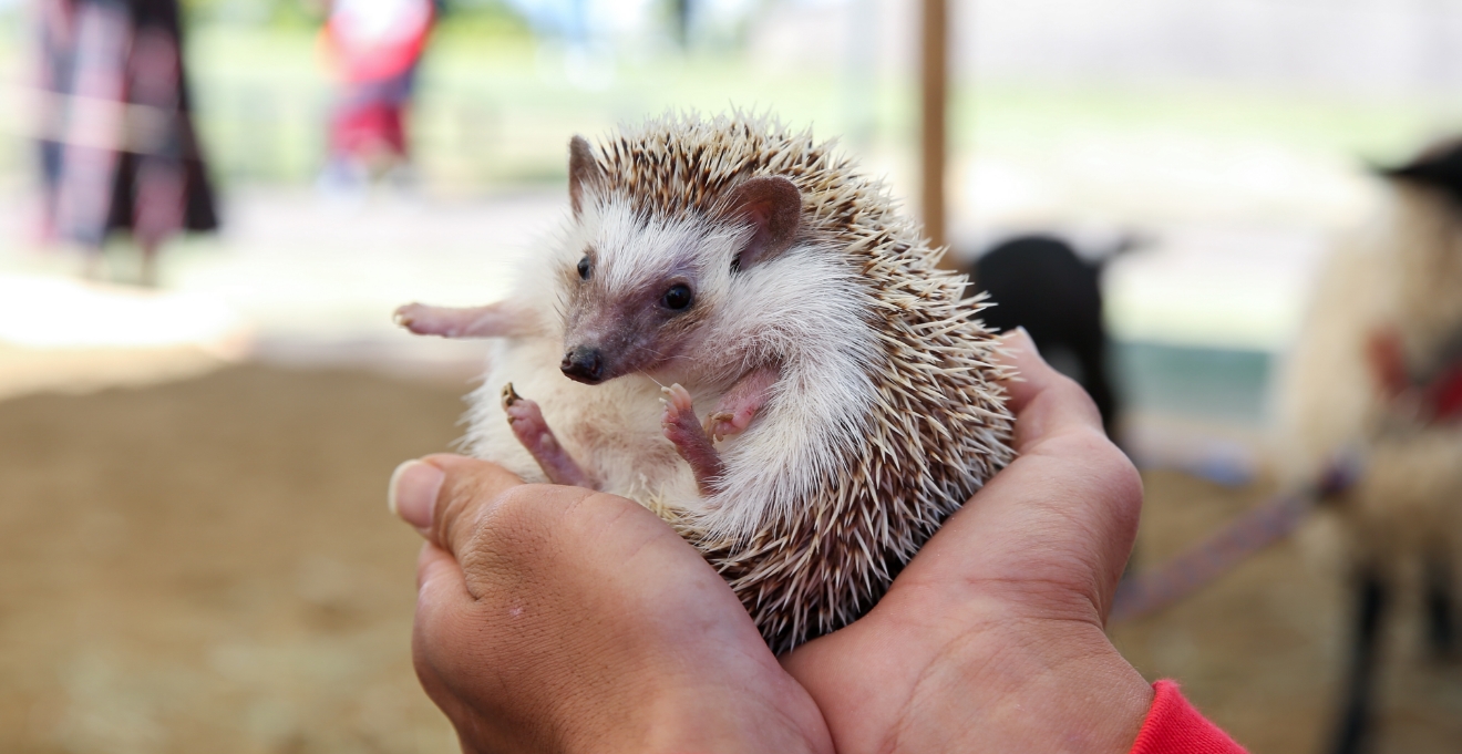 ふれあい動物園（5月）