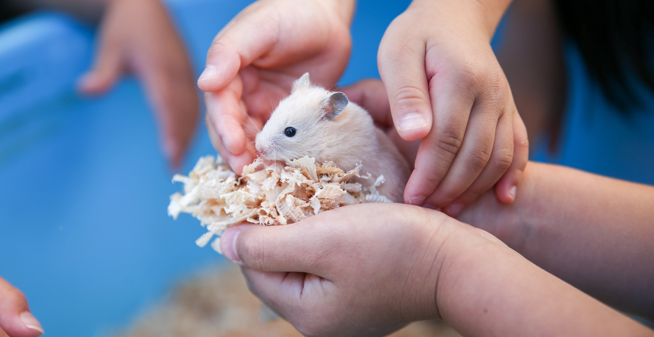 ふれあい動物園（5月）