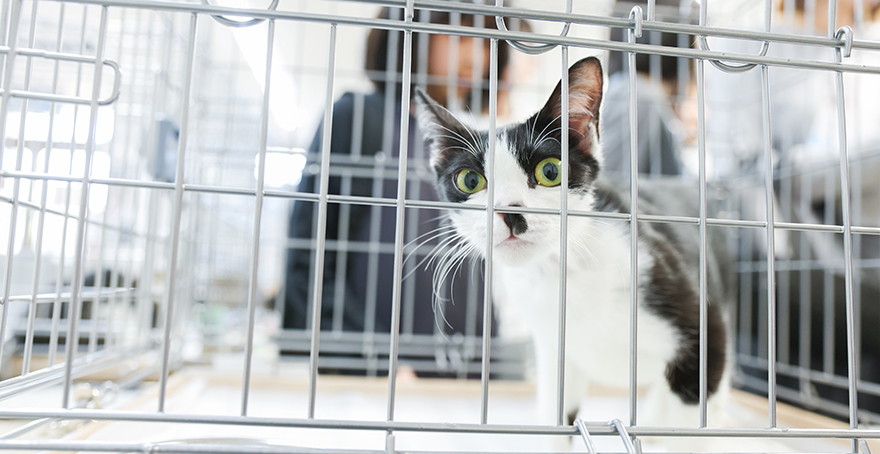 保護猫ちゃん譲渡会