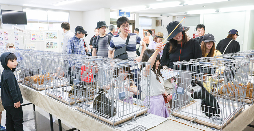 保護猫ちゃん譲渡会