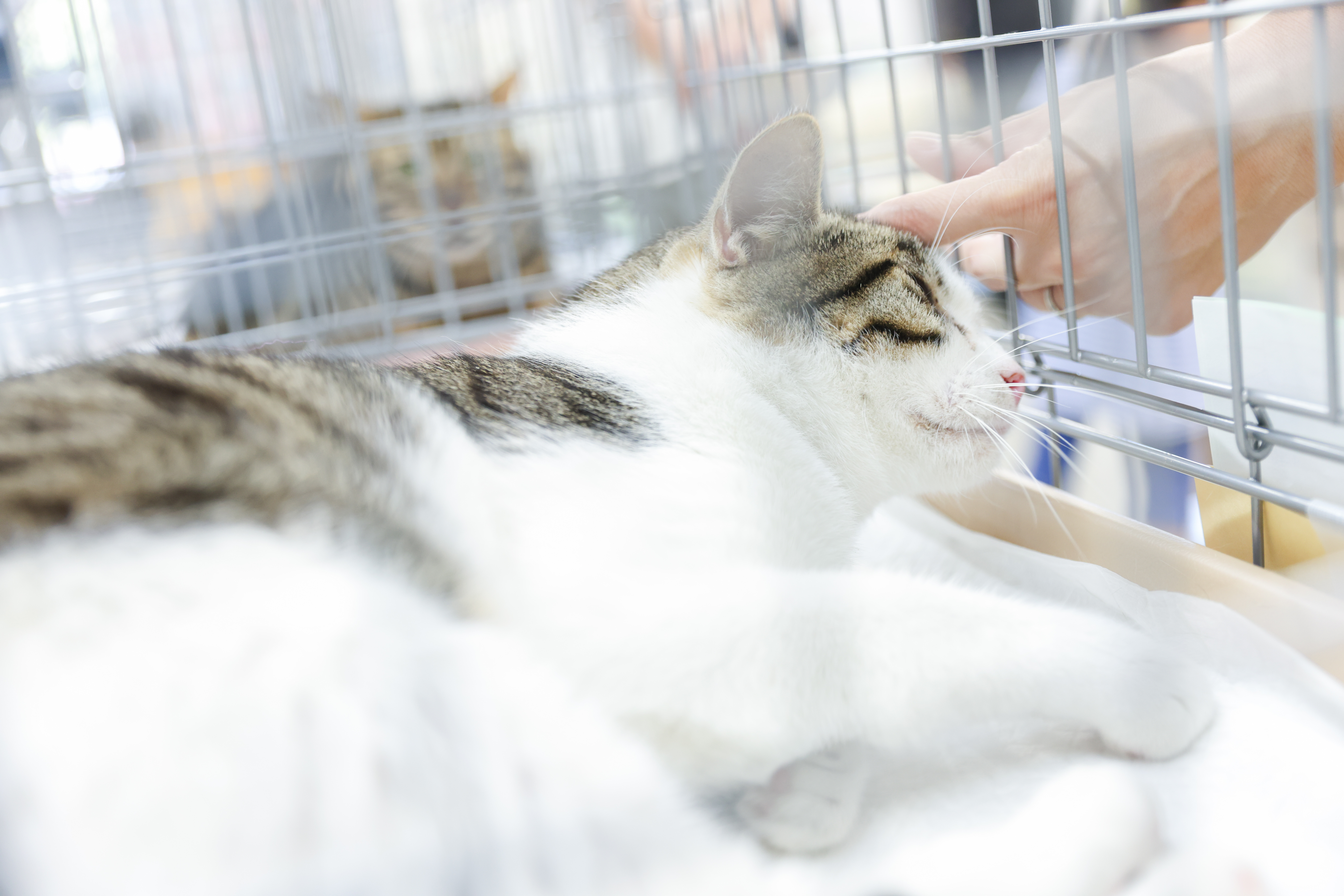 保護猫ちゃん譲渡会