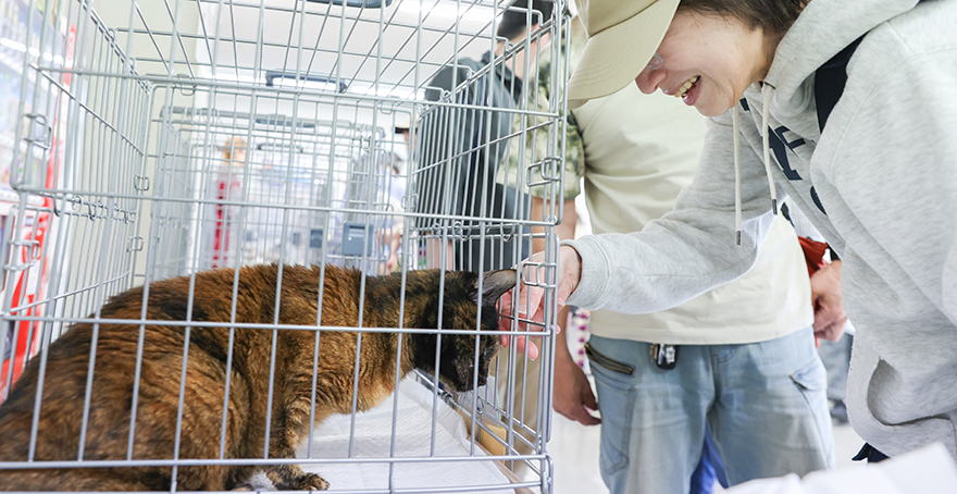 保護猫ちゃん譲渡会