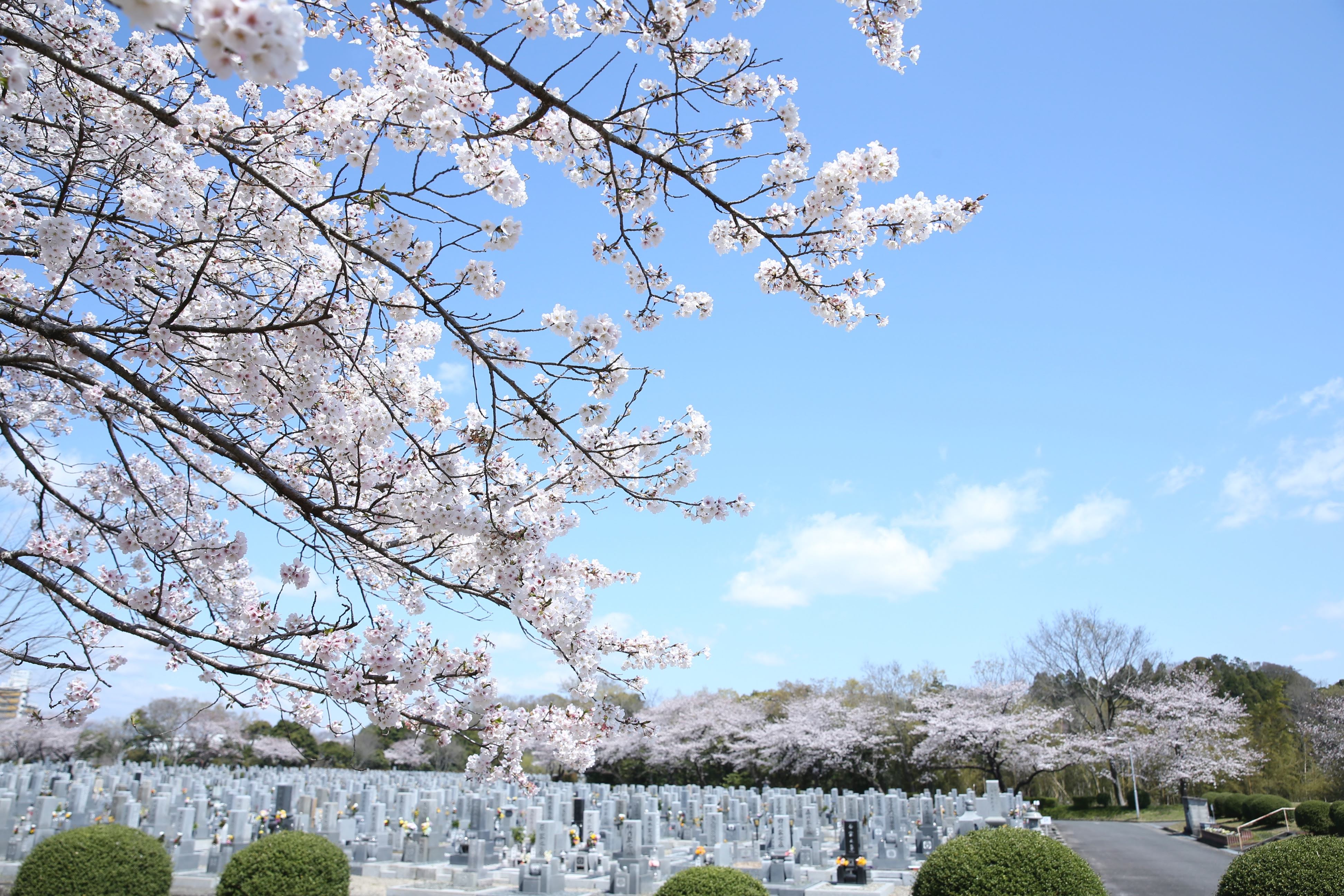 フォトギャラリー