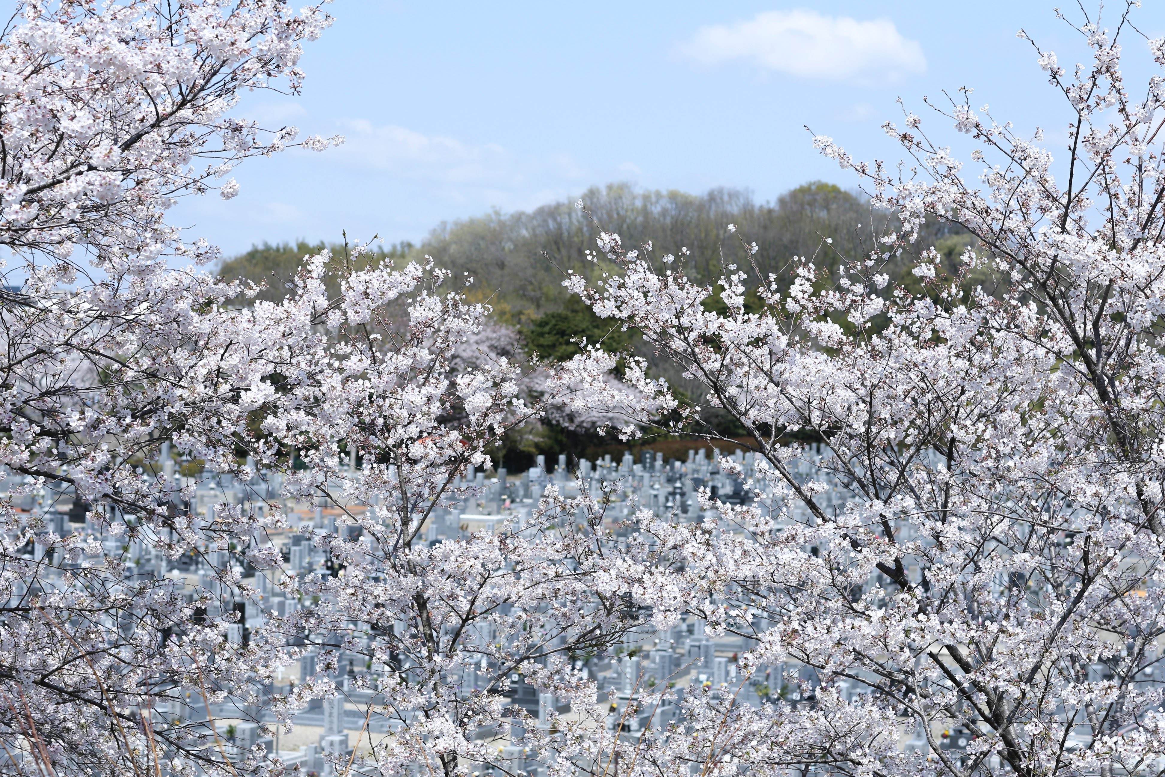 フォトギャラリー