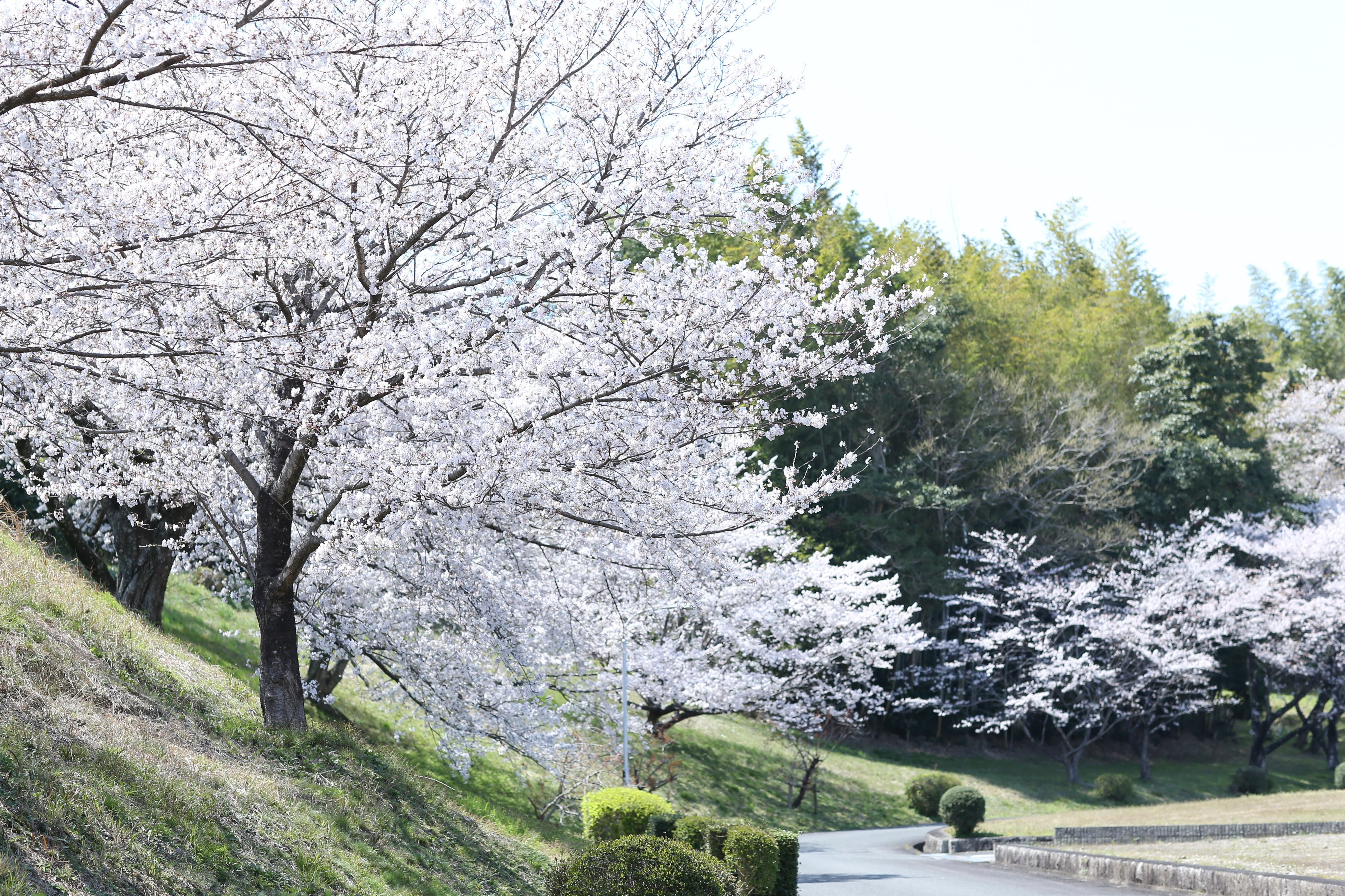 フォトギャラリー