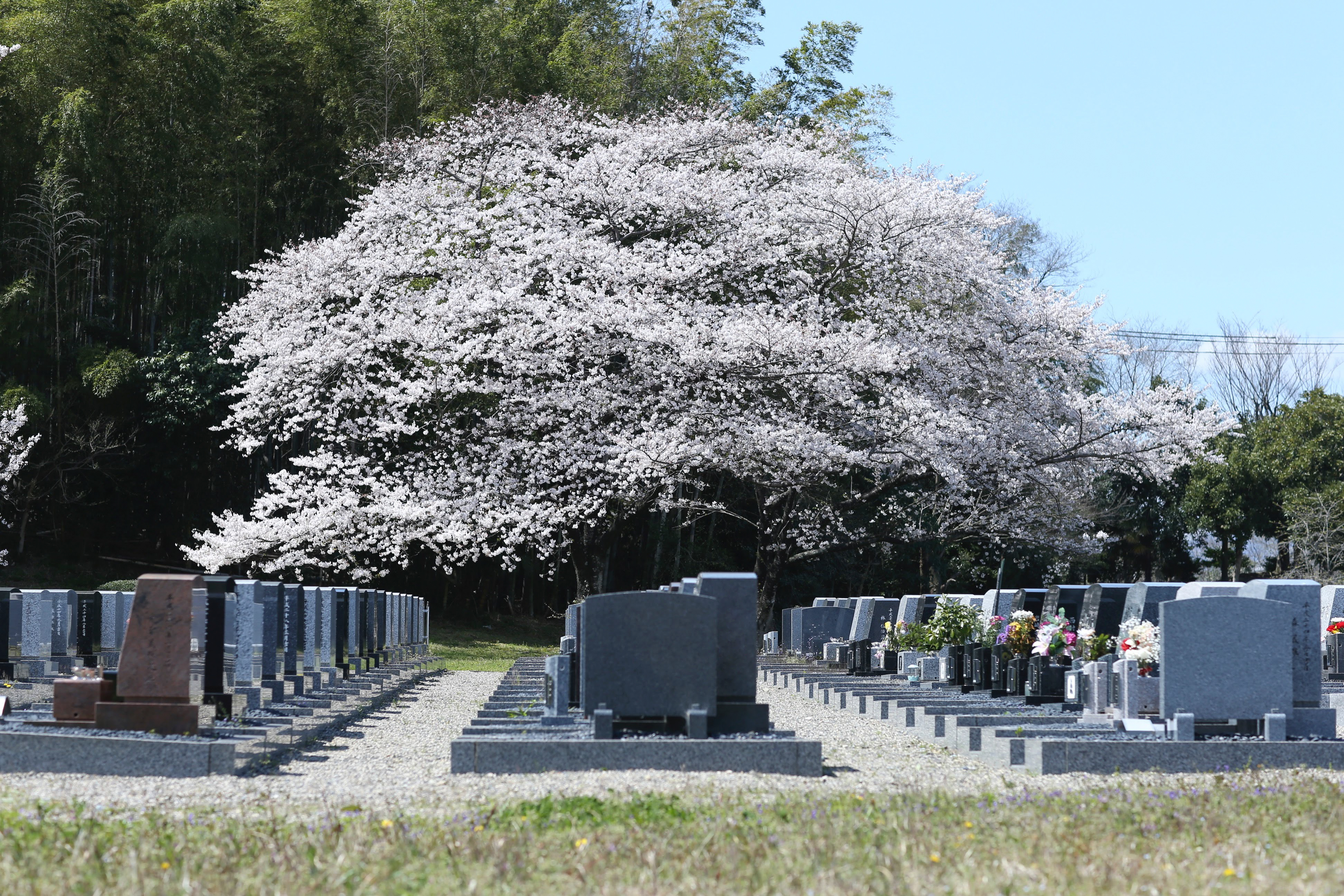 フォトギャラリー