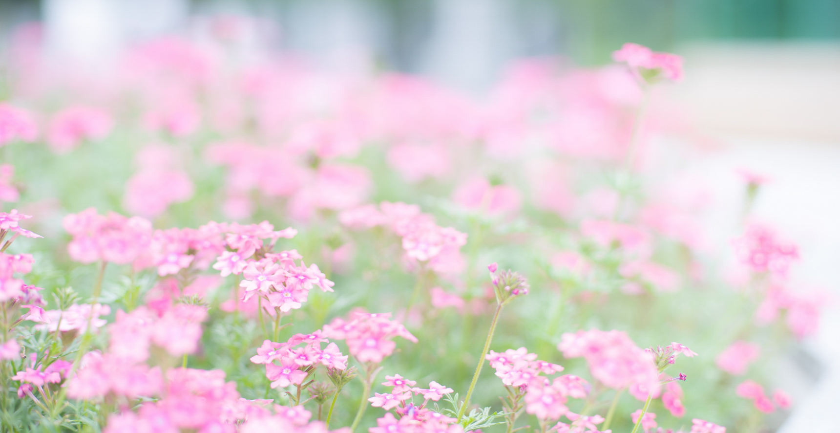 樹木葬専用エリア「青天の森」