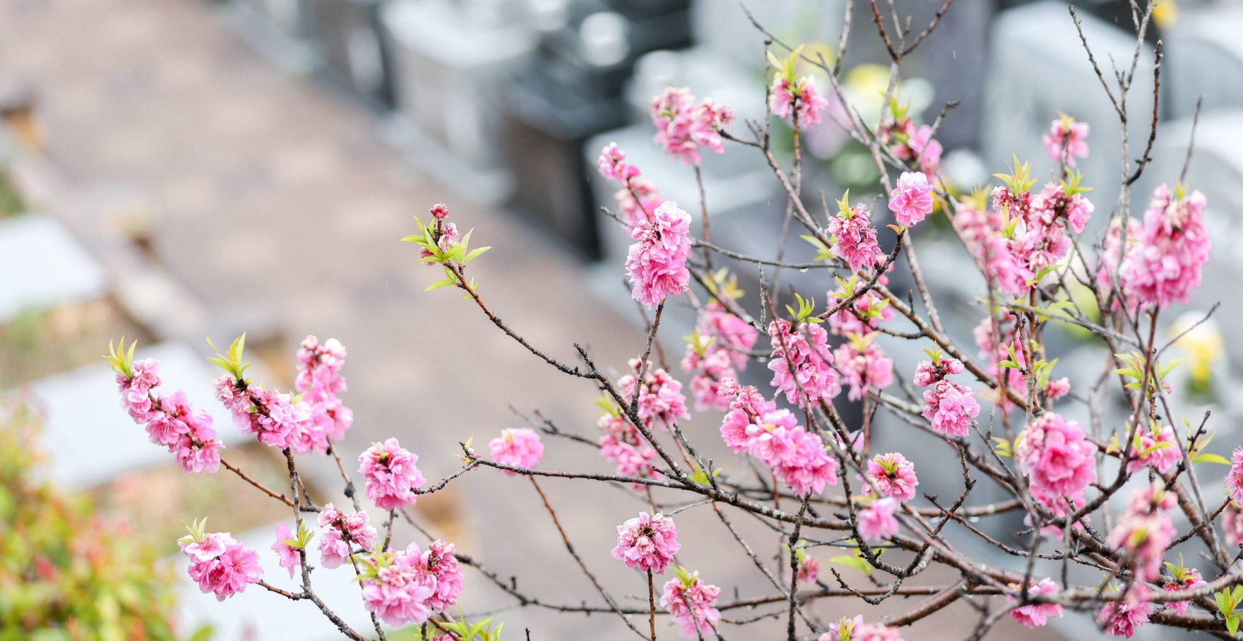 フォトギャラリー