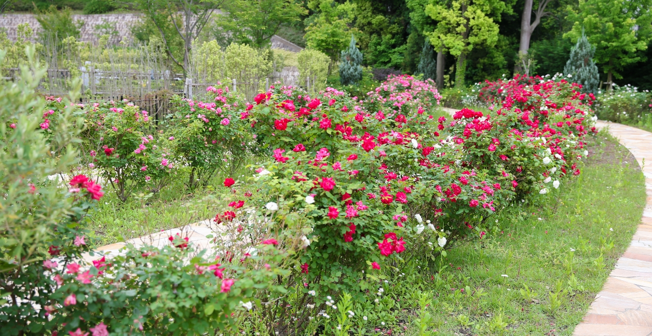 フォトギャラリー