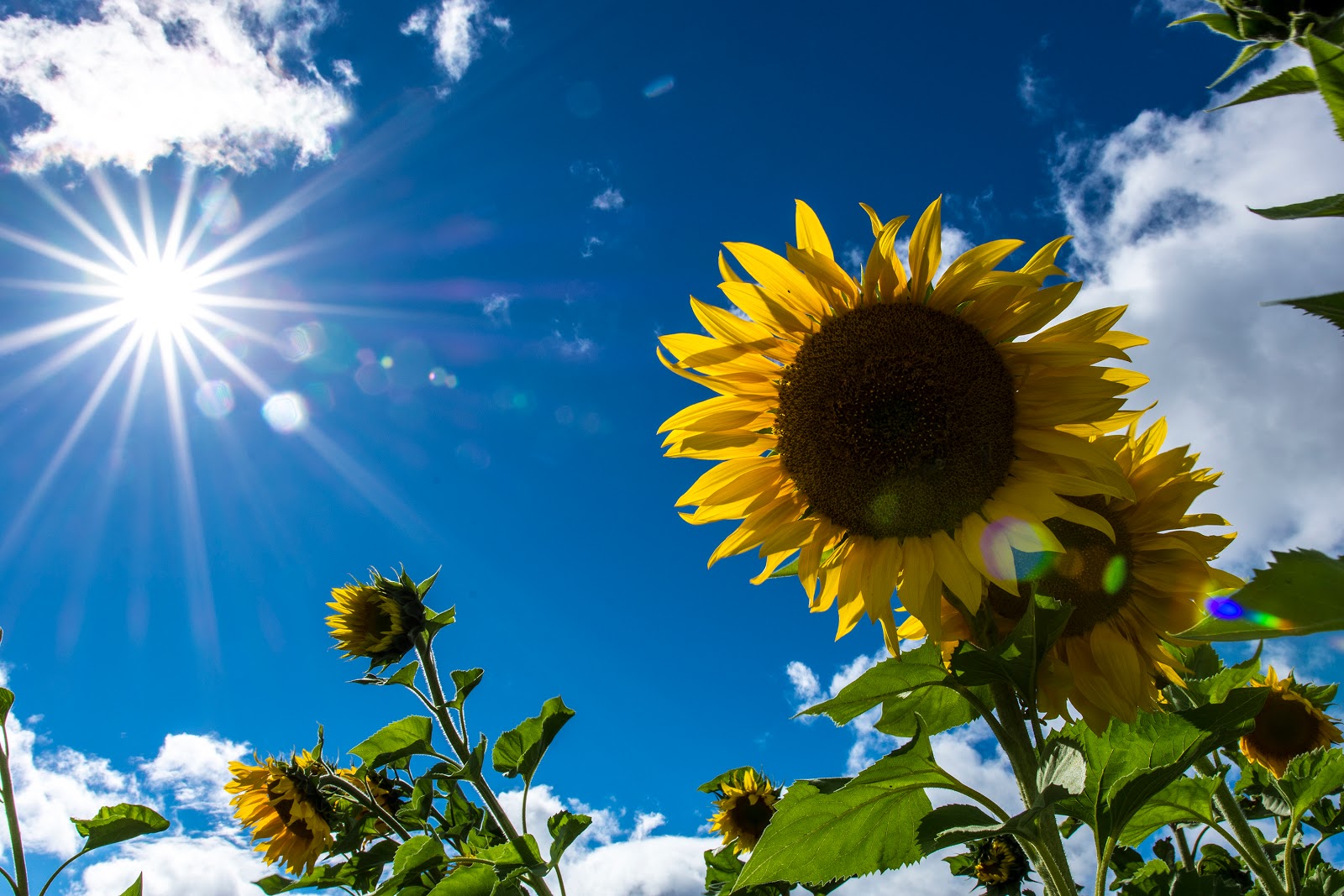 🌻真夏のお参りと熱中症対策のお願い🌻
