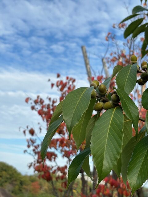 小さい秋見つけた