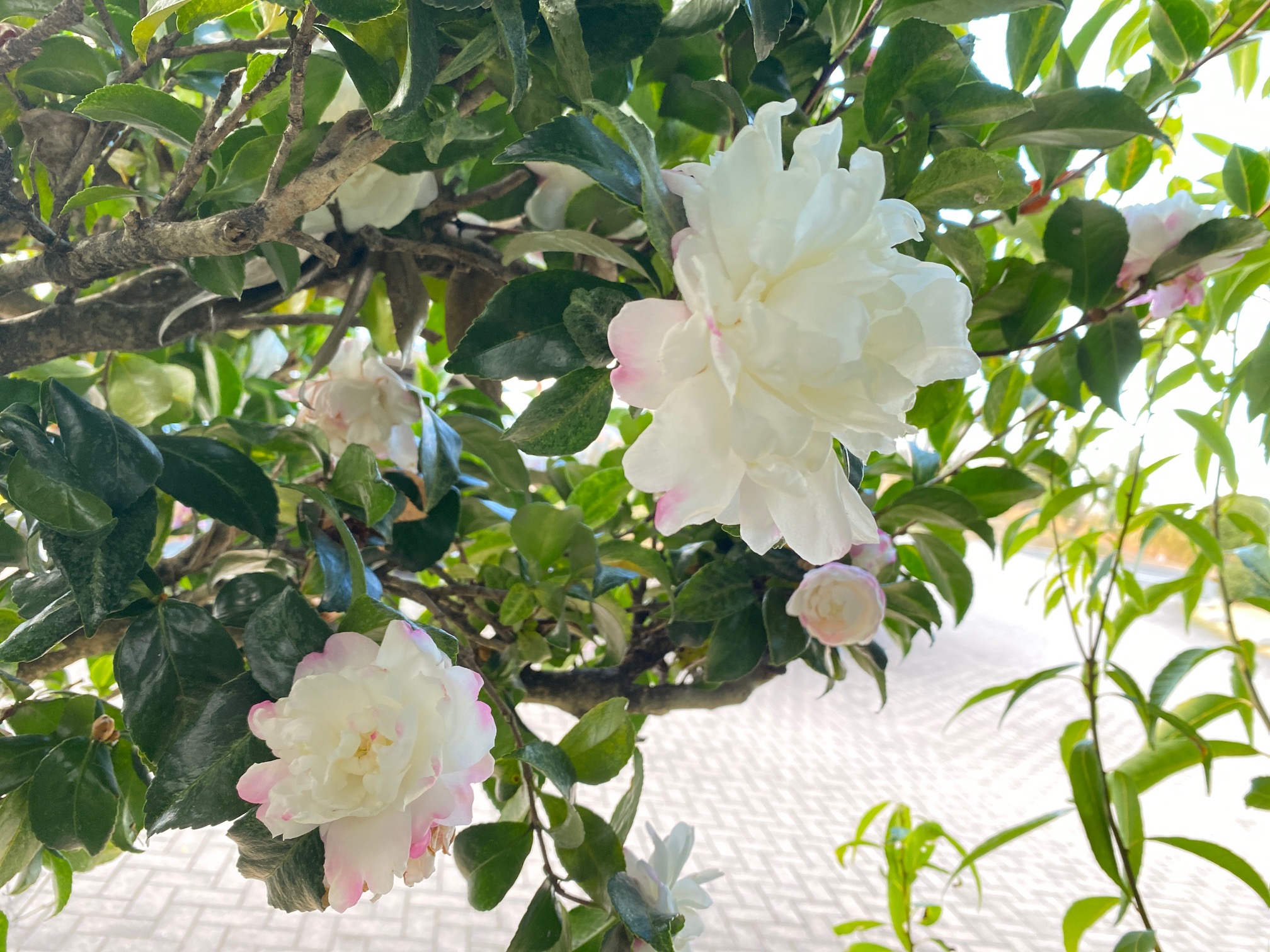 年末年始のご案内　～はびきの中央霊園～