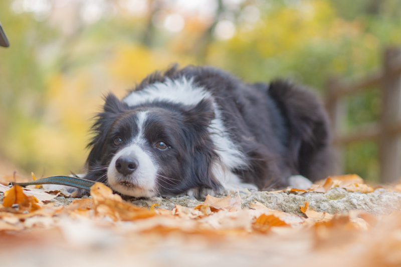 4月12日　無料！ペットの撮影会開催